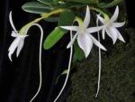 Angraecum equitans