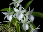 Angraecum leonis