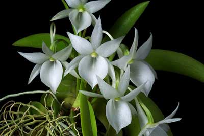 Angraecum leonis