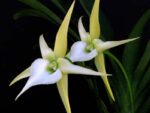 Angraecum longicalcar x sesquipedale