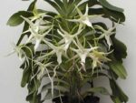 Angraecum Veitchii (eburneum x sesquipedale)