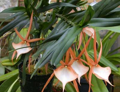 Angraecum viguieri