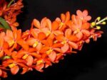Ascocentrum curvifolium