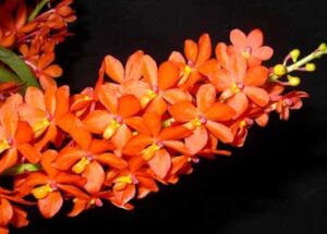 Ascocentrum curvifolium