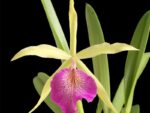 Brassocattleya Saint Andre (Cattleya dowiana aurea x Brassavola nodosa)