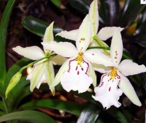 Beallara Tropic Lily 'Ice Palace'