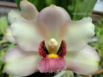 Bifrenaria harrisoniae