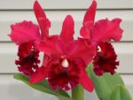 Brassolaeliocattleya Fort Watson 'Mendenhall'