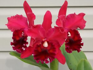 Brassolaeliocattleya Fort Watson 'Mendenhall'