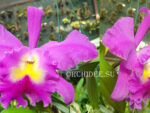 Rhyncholaeliocattleya Pink Empress