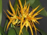 Brassada Mivada (Brassia brachiata X Ada aurantiaca)