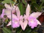 (Brassavola digbyana x Rhyncholaeliocattleya Kuwale Gem) 'ORCHIS'