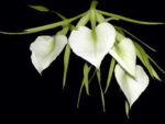 Brassavola nodosa