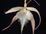 Brassavola David Sander