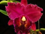 Brassolaeliocattleya Chia Lin 'Red Devil'