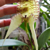 Bulbophyllum burfordense