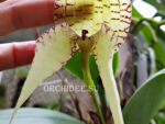 Bulbophyllum burfordense