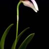 Bulbophyllum antenniferum