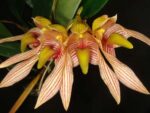 Bulbophyllum bicolor