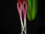 Bulbophyllum biflorum