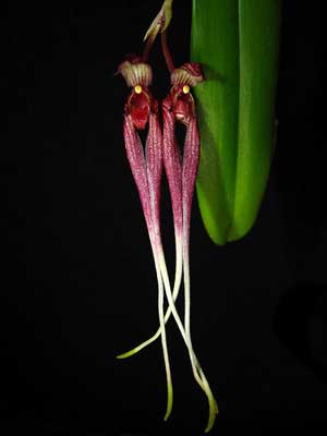 Bulbophyllum biflorum