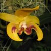 Bulbophyllum dearei