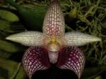 Bulbophyllum facetum