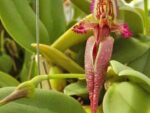 Bulbophyllum fascinator