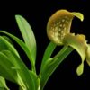 Bulbophyllum grandiflorum