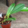 bulbophyllum-hsinying-grand-arfa-4063