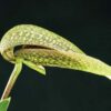 Bulbophyllum Hsinying Grand-arfa