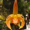 bulbophyllum-lobbii-foto-3055