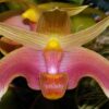 Bulbophyllum lobbii 'Wine'