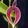 Bulbophyllum maxillare