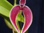 Bulbophyllum maxillare