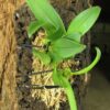 bulbophyllum-miniatum-198