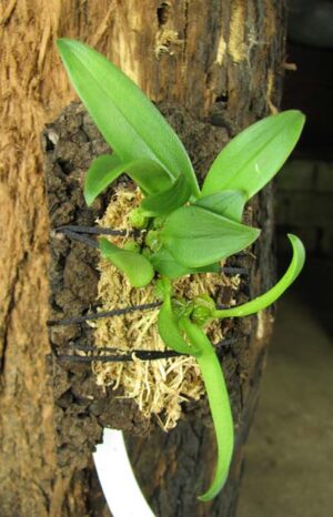 bulbophyllum-miniatum-198