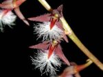Bulbophyllum miniatum