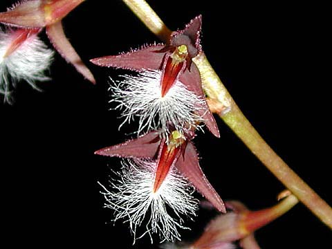 Bulbophyllum miniatum