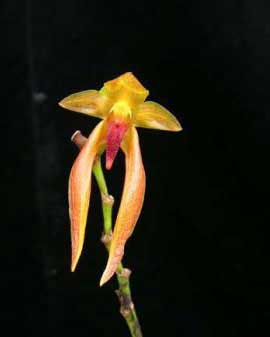 Bulbophyllum papulosum