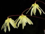 Bulbophyllum purpurascens