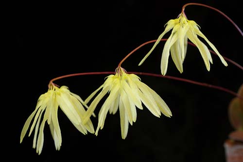 Bulbophyllum purpurascens