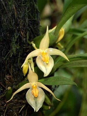 Bulbophyllum rugosum