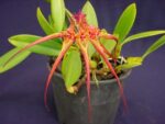 Bulbophyllum wendlandianum