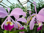 Cattleya warneri