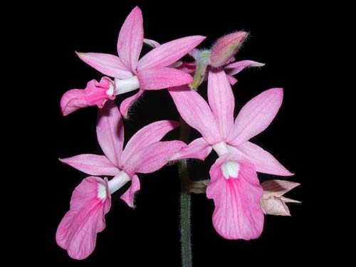 Calanthe rosea