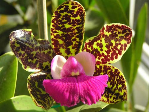 Cattleya Korat Spot