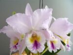 Cattleya labiata v.caerulescens