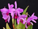 Cattleya lawrenceana
