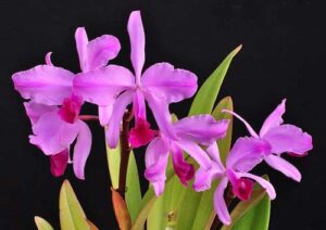 Cattleya lawrenceana